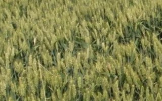 揚(yáng)輻麥22小麥種子特征特性，屬偏春性品種