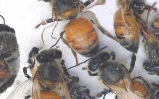 蜜蜂爬蜂病的種類和治療方法，包括蜜蜂螺原體病、蜜蜂孢子蟲病等類型