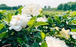 梔子花有沒(méi)有黃色的，黃色的梔子花是突變品種