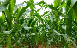 登海605玉米種子特征特性，生育期138天