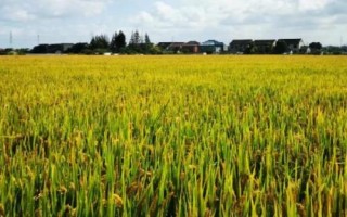 我國水稻之父是指，袁隆平院士被譽(yù)為“雜交水稻之父”