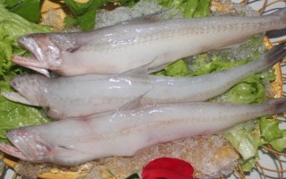 水電魚的學(xué)名，學(xué)名叫龍頭魚