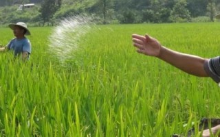 過量施磷肥的危害，會造成土壤理化性質(zhì)惡化