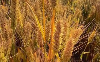 定豐17號小麥種子介紹，3月中下旬播種
