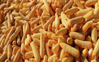 安育607玉米品種簡介，在適應區(qū)5月5日左右播種