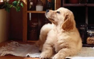金毛犬可以活多久，壽命一般為12-15年左右