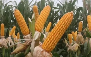 益玉918玉米種子介紹，（紅河）平均生育期127天