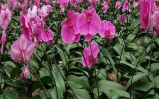 冬季室外養(yǎng)花暖棚的注意事項(xiàng)，防止直接用自來水澆花