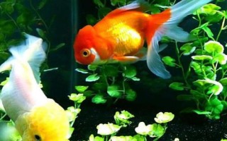 金魚(yú)頭瘤破的原因，一般是魚(yú)群互斗導(dǎo)致的