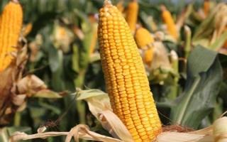 真金619玉米種子介紹，每畝底肥施農(nóng)家肥2000千克