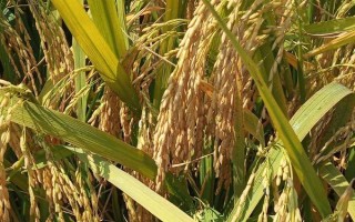 內(nèi)10優(yōu)702水稻品種的特性，3月下旬至4月上旬播種