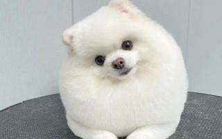 博美犬的智商排多少名，排第23名