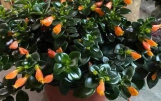 金魚吊蘭簡介，屬多年生草本植物