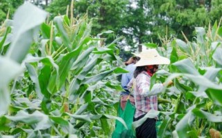 甘墾95玉米種簡介，種植密度每畝4500株