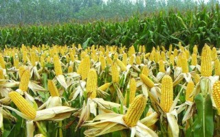 平玉8號(hào)玉米種子特征特性，4月中旬播種