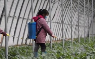 蔬菜田如何施用草甘膦，嚴禁使藥液接觸蔬菜等作物以防藥害