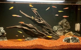 魚(yú)缸殺菌所用藥物，高錳酸鉀、二氧化氯經(jīng)常被使用