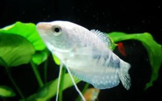 曼龍魚能和什么混養(yǎng)，能和月光魚、紅箭魚等混養(yǎng)