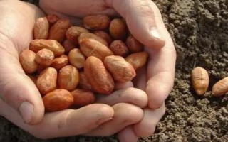 提高花生產(chǎn)量的方法，需輪作換茬、巧施肥料等
