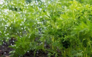 胡蘿卜如何澆水，不同生長(zhǎng)期的澆水方法不同