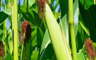 恩單511玉米種子簡介，低山地區(qū)3月中下旬播種