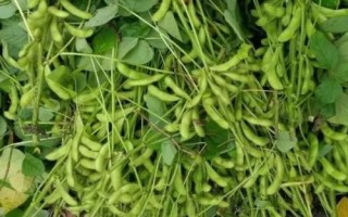 陜豆10號大豆種子特征特性，該品種屬夏播中熟品種