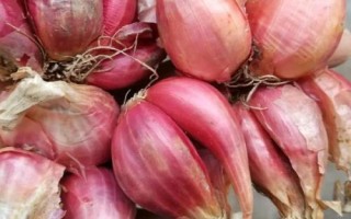 紅蔥的種植方法，將鱗莖插入土壤、讓生長點露出土面即可