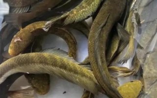 七星魚的壽命，一般可存活10-15年