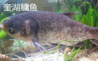 安徽南陵縣的特產(chǎn)，所產(chǎn)大米批準(zhǔn)為國(guó)家地理標(biāo)志保護(hù)產(chǎn)品