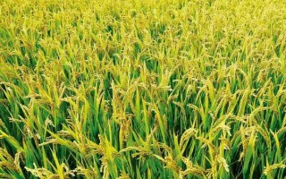 岡香707水稻種子介紹，該品種屬秈型三系雜交水稻