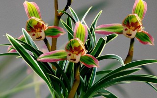蘭花的別稱，具有中國蘭、幽蘭、蘭華等別名