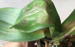 蝴蝶蘭的養(yǎng)護(hù)方法，適合在15-20℃左右生長(zhǎng)