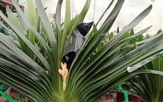 君子蘭夾箭要遮光多少天，要為其進(jìn)行7天左右的遮光處理