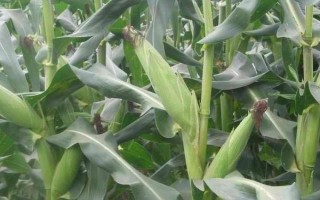 中正4號玉米種子介紹，春植全生育期104~106天