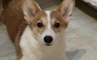 狗器官衰竭去世前的癥狀，最先表現(xiàn)為進食異常、精神遲滯等