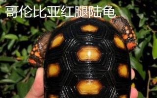 紅腿陸龜簡介，是現(xiàn)存最古老的爬行動物之一