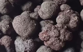 黑松露是什么，是一種生長于地下的野生食用真菌