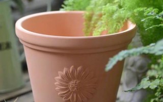 火龍果能否盆栽養(yǎng)殖，可以盆栽但不宜入土太深