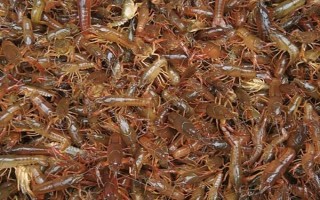 農(nóng)村養(yǎng)殖小龍蝦要注意什么，將黑魚和鱔魚作為重點(diǎn)防范對(duì)象