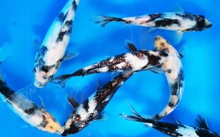 錦鯉白寫簡(jiǎn)介，一般指白寫錦鯉