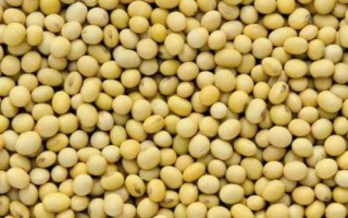 九農(nóng)403大豆種子簡(jiǎn)介，出苗至成熟平均124天