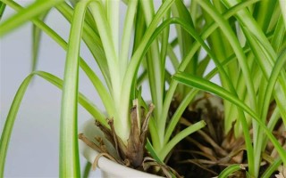 吊蘭的花語，寓意低調(diào)樸素、生機(jī)勃勃等
