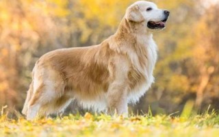 金毛犬可以活多久，壽命一般為12-15年左右