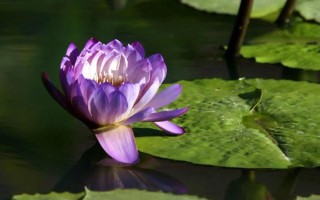 哪些花卉在正月開放，有梅花、水仙花、蟹爪蘭等品種