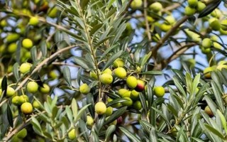 油橄欖的生長習(xí)性，適合生長在日平均氣溫18-24℃的區(qū)域