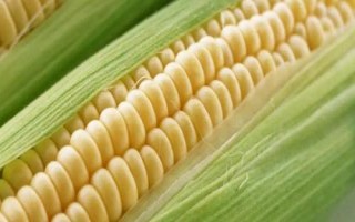 愛瑞特961玉米種子介紹，大喇叭口期防治玉米螟蟲