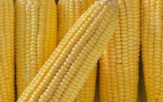 原玉甜819玉米種簡介，基肥應每畝施45千克