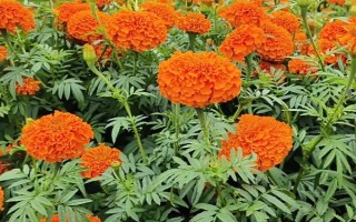 萬(wàn)壽菊的形態(tài)特征，株高在150厘米左右