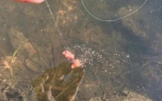 魚餌入水散落太快的原因及解決辦法，可能是魚餌攪拌不均勻或餌水比沒掌握好等