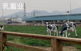 乳畜業(yè)和大牧場放牧業(yè)的區(qū)別，分布地區(qū)、地域類型和特點均不同